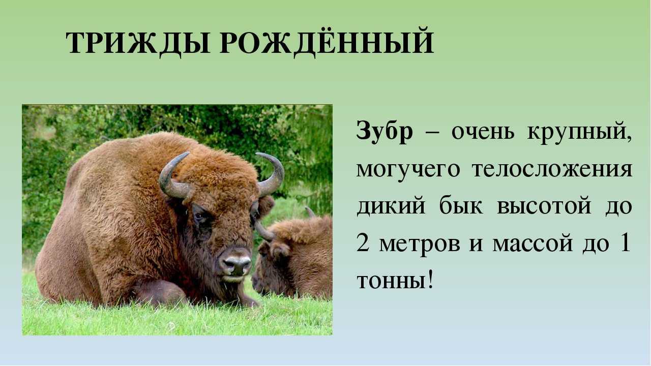 Зубр. его полное описание и жизнь в дикой природе | все о животных