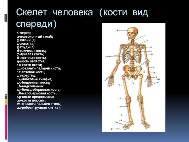 Человек часть биология. Подписать кости скелета туловища. Осевой скелет череп. Кости скелета 8 класс. Название всех костей человека.