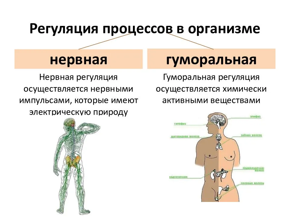 Тесты по биологии (9 класс) с ответами онлайн для подготовки к итоговой контрольной работе