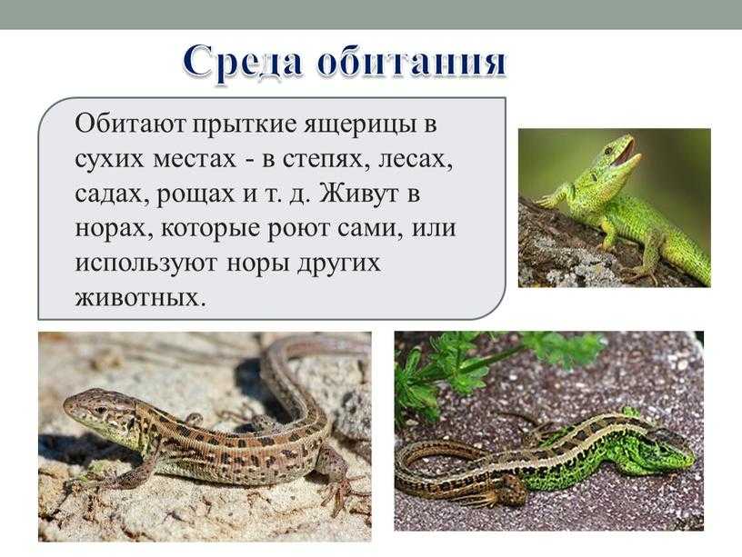 Чешуйчатые пресмыкающиеся (рептилии) - представители с фото