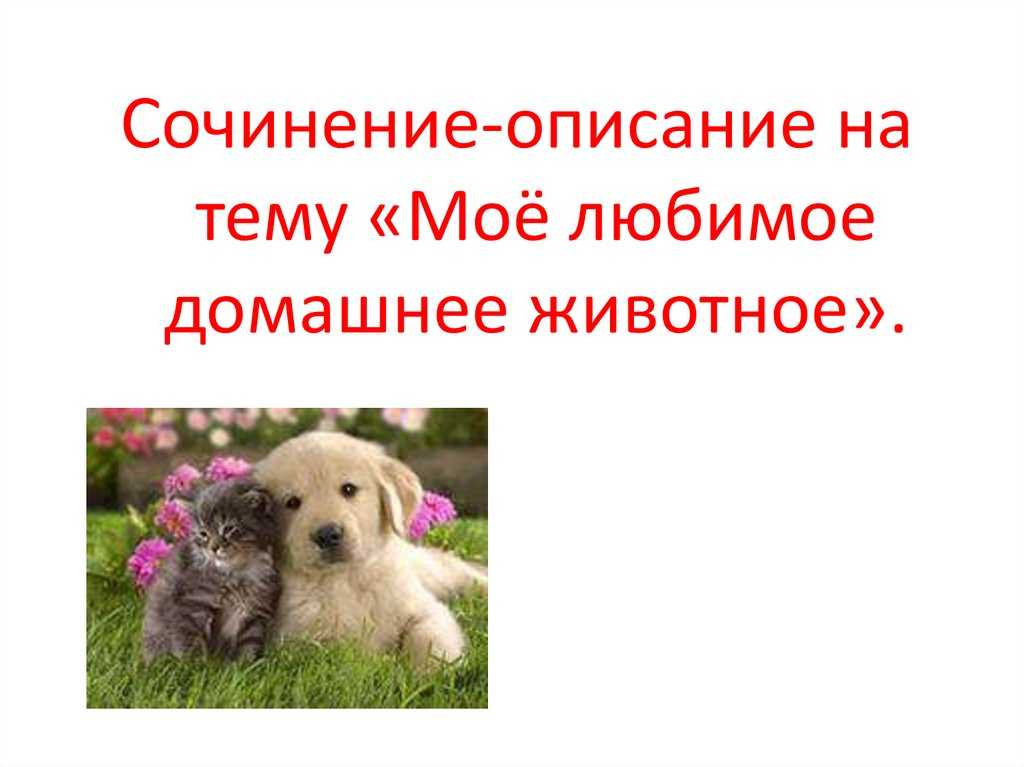 Моя собака: лучшие сочинения для 1-7 классов