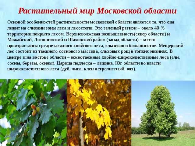 Разнообразие русской природы