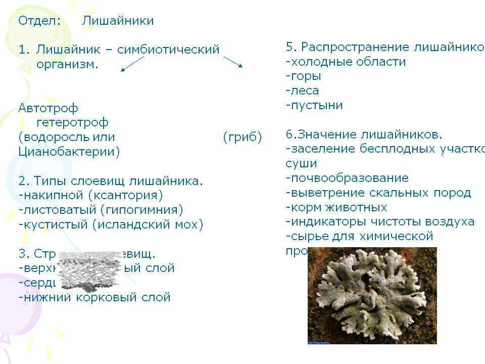 Лишайники, 5 класс