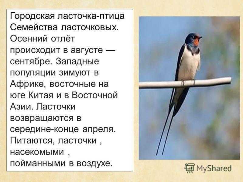 Ласточка интересные факты для детей. внешний вид и особенности