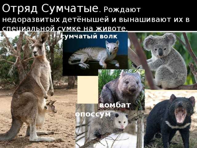Рассказ о хаски для 2 класса