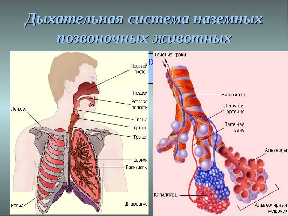 Тест по биологии дыхание 6 класс