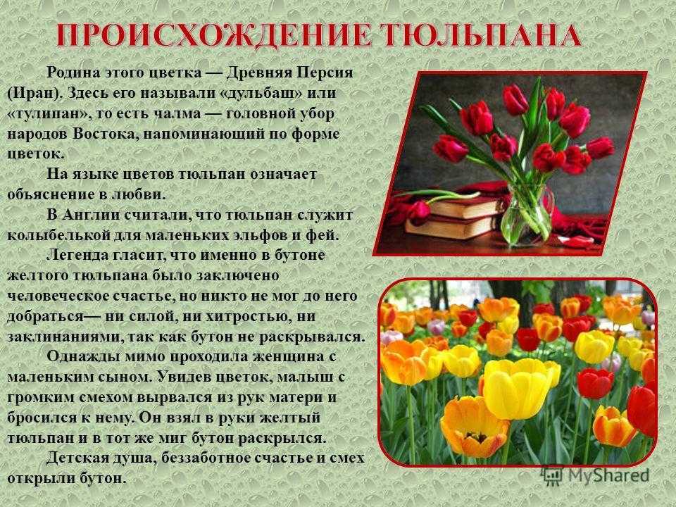 Тюльпаны это символ. О тюльпане кратко. Описание тюльпана. Описание цветка тюльпана. Тюльпан краткая информация.