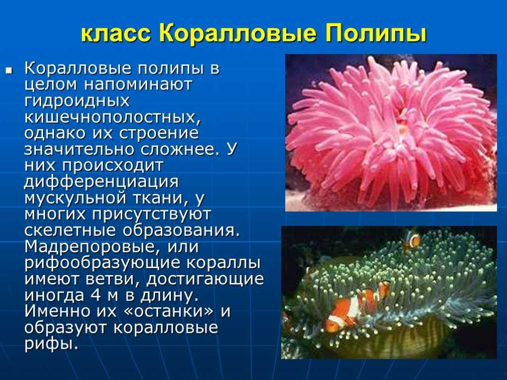 § 13. тип кишечнополостные / биология 7 класс