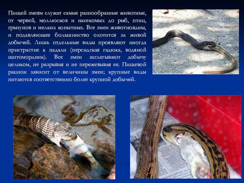 Камерная музыка - сообщение доклад