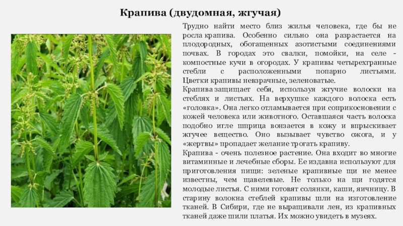 Крапива: свойства и противопоказания, выращивание, применение