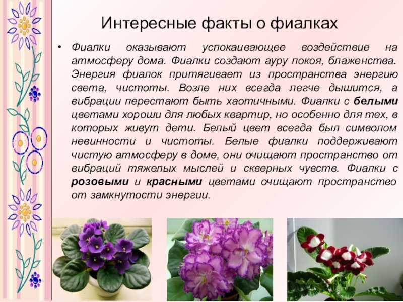 Виды комнатных фиалок: фото и названия (в том числе научное) популярных сортов и видео о них, а также разновидности цветов и растений, похожих на сенполии