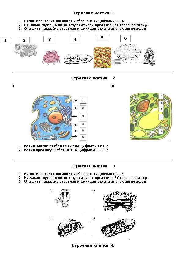 Работа по строению клетки 10 класс. Строение клетки 5 класс биология задания по теме. Тема по биологии органоиды клетки 5 класс. Карточки органоиды клетки 9 класс. Органоиды клетки проверочная.