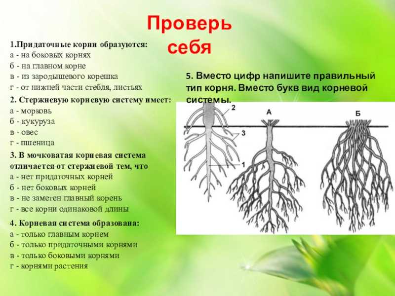 Корневые корни у каких растений