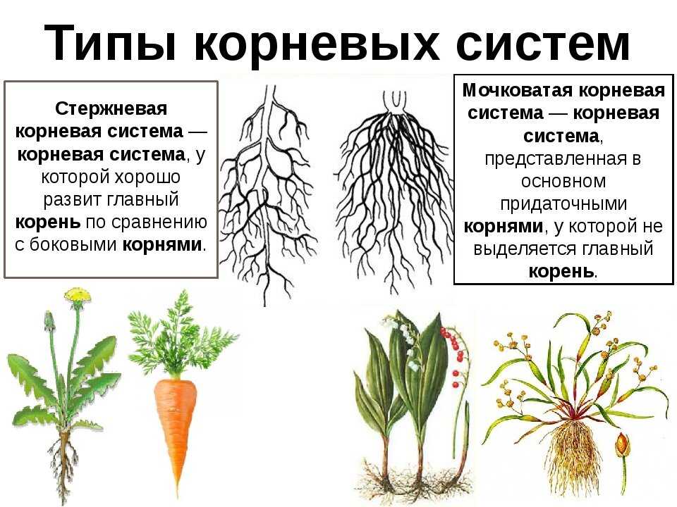 Определите тип корневой системы и виды корней обозначенных на рисунке 1 и 2