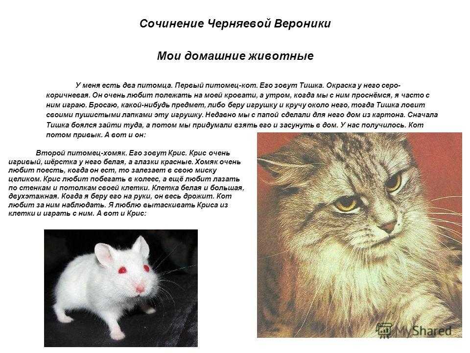 Сочинения о животных