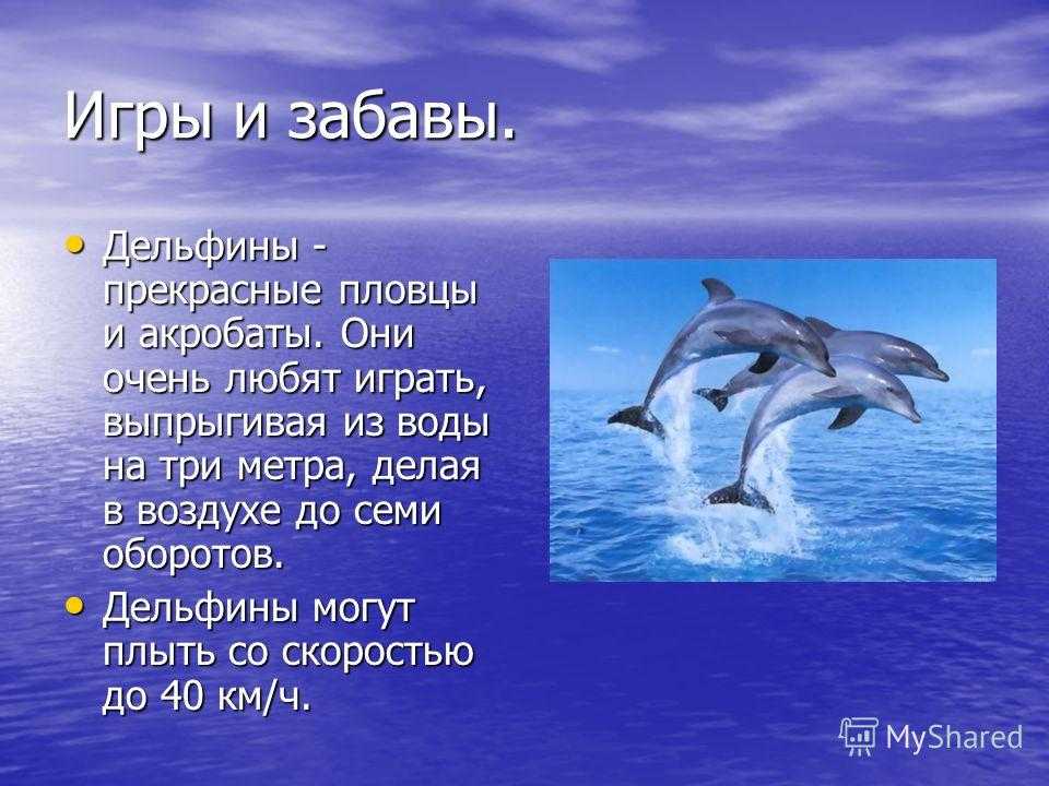 Доклад про дельфинов. Сообщение о дельфинах. Презентация про дельфина. Дельфины презентация.