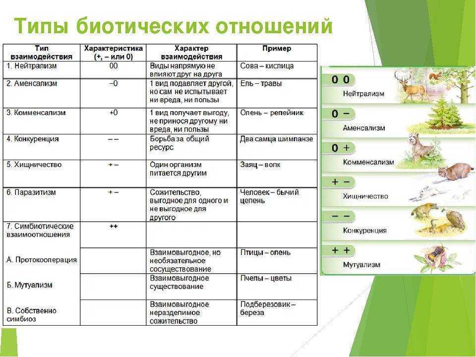 Презентация по биологии 9 класс межвидовые отношения организмов в экосистеме