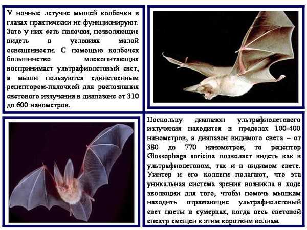Летучая мышь: описание животного для детей. где живет, чем питается и как размножается летучая мышь?