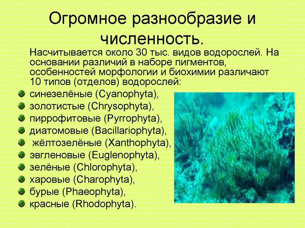 5 водорослей название. Разнообразие водорослей. Водоросли биология. Водоросли, основные понятия. Доклад про водоросли.