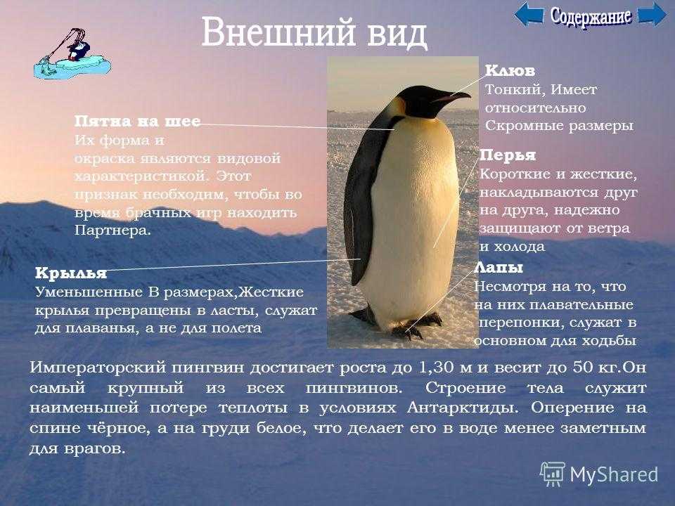 Пингвин