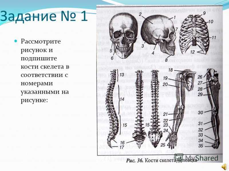 Тест по биологии скелет человека 8 класс
