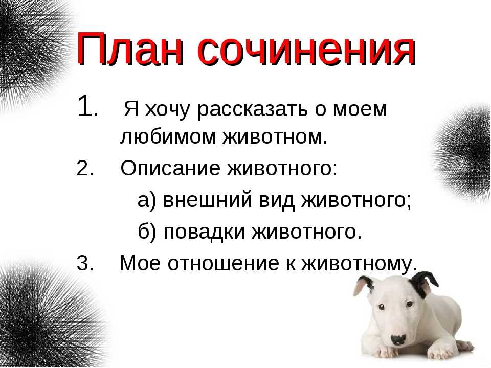 Я хочу рассказать о собаке. Как написать текст описание животного 3 класс русский язык. План описания животного. Сочинение описание животного. План сочинения описания животного.