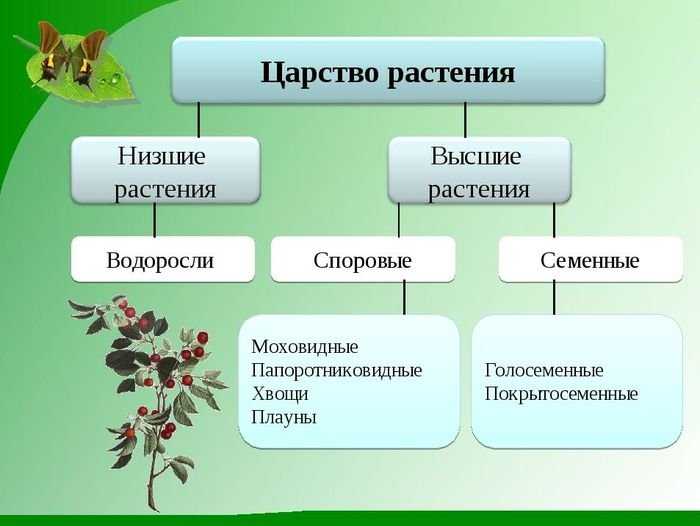 Тест по биологии питание и пищеварение 6 класс