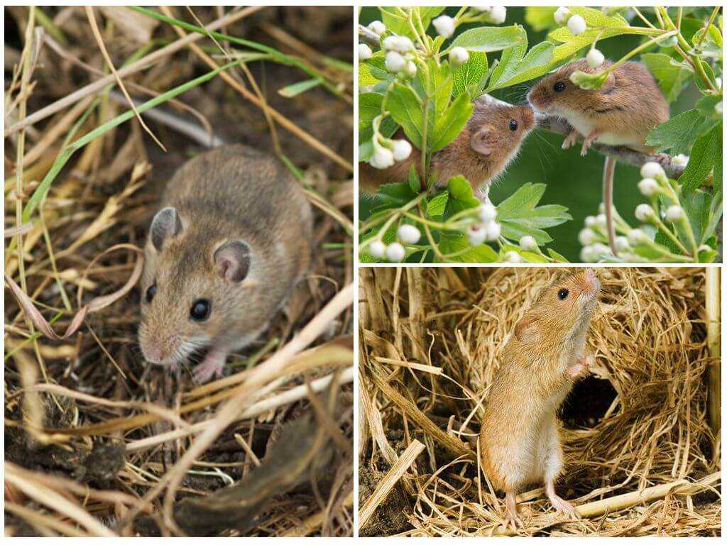Продолжительность жизни мыши. Полевая мышь. Грызуны размножение. Гнездо полевой мыши. Грызуны образ жизни.