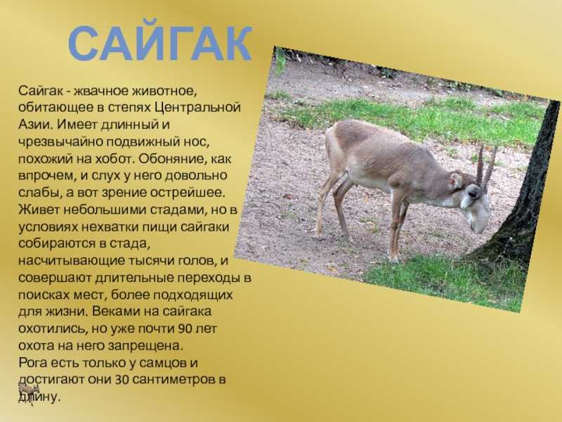 Животные степи: особенности, названия и фото — природа мира