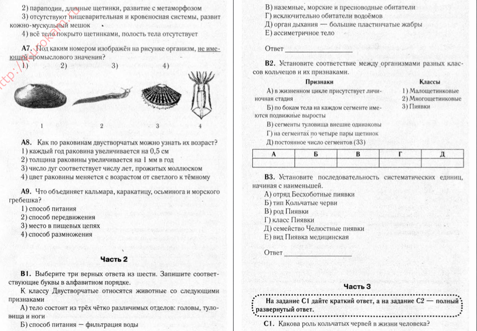 Тест по биологии тип моллюски 7 класс