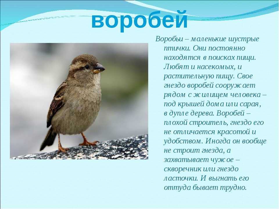 Кочующие птицы