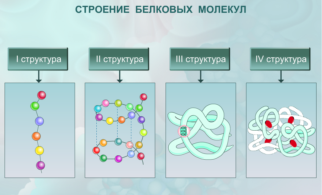 Урок клетка 10 класс. Химический состав клетки биология 10 кл. Химический состав клетки 10 класс биология. Химические вещества клетки 10 класс.