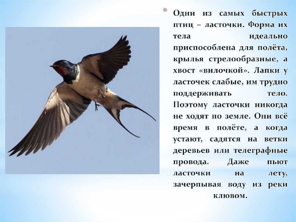 Доклад про ласточку (птица). 1, 2, 3 класс окружающий мир сообщение