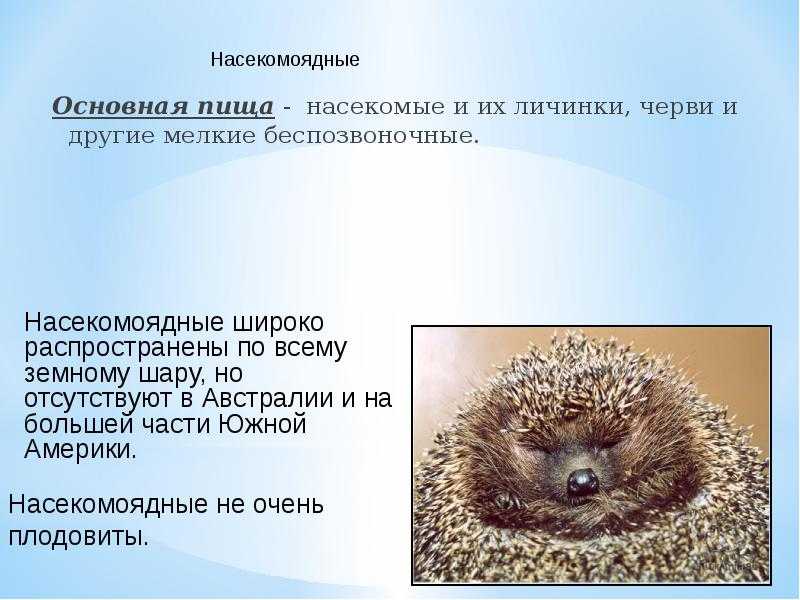 ✅ сообщение о насекомоядных. насекомоядные - сообщение доклад (7 класс биология) насекомоядные животные характеристика - лабораториякожи.рф