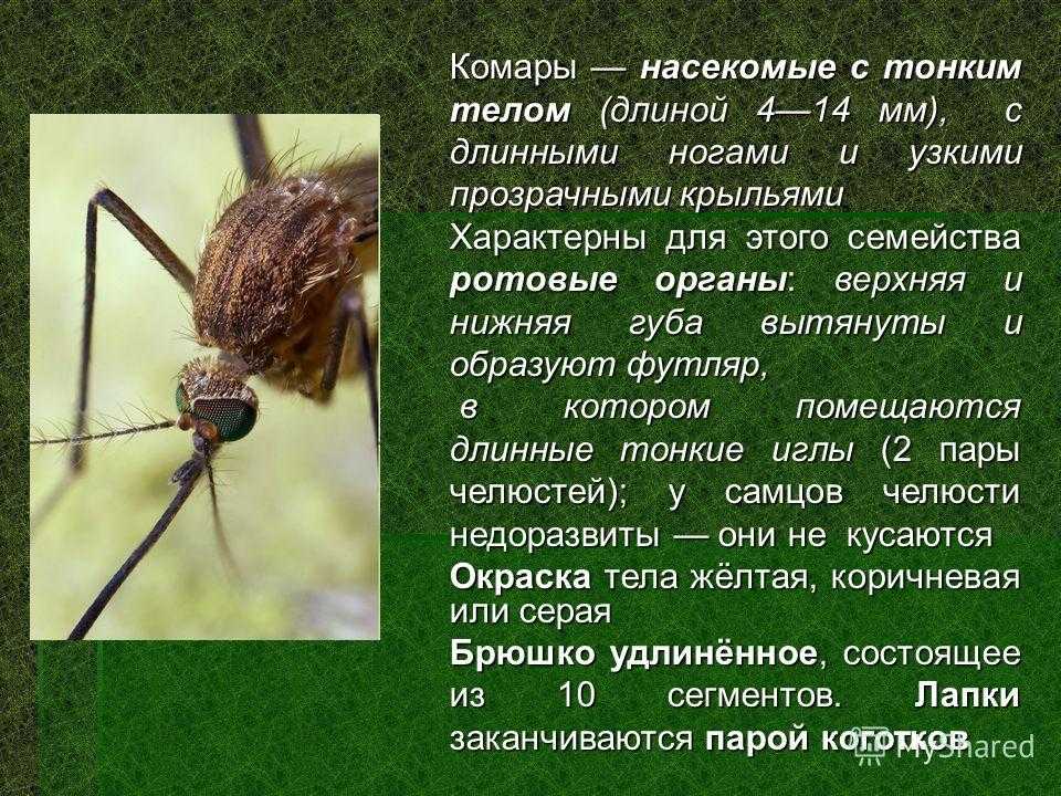 Комар какая среда. Сообщение про комаров. Доклад про комара. Комар описание насекомого. Комар краткое описание.