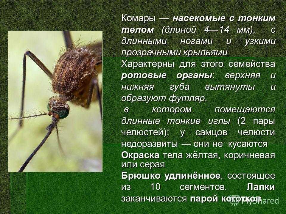 Полярная сова птица доклад для 4 класса