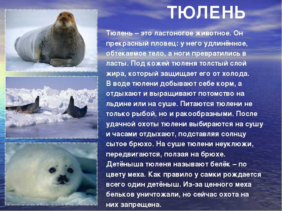 Животные арктики. описание, названия и особенности животных арктики