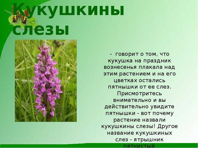 Краткое описание птицы кукушка обыкновенная - животный мир