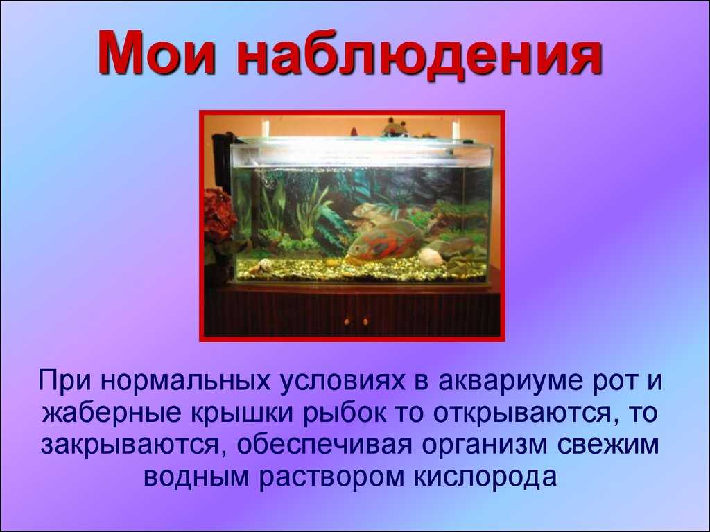Сочинение описание рыб аквариум