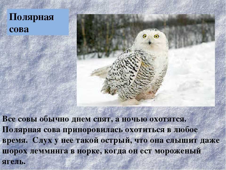 Полярная сова (белая)