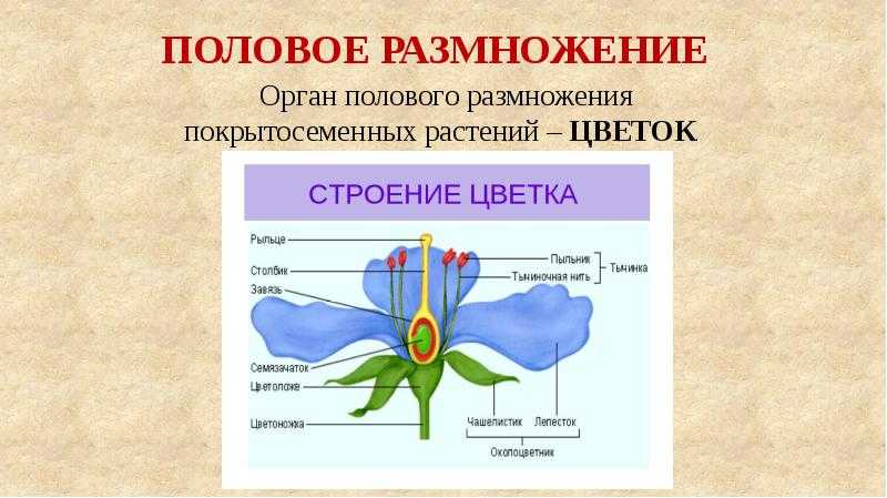 Тест по биологии голосеменные растения для 5 класса