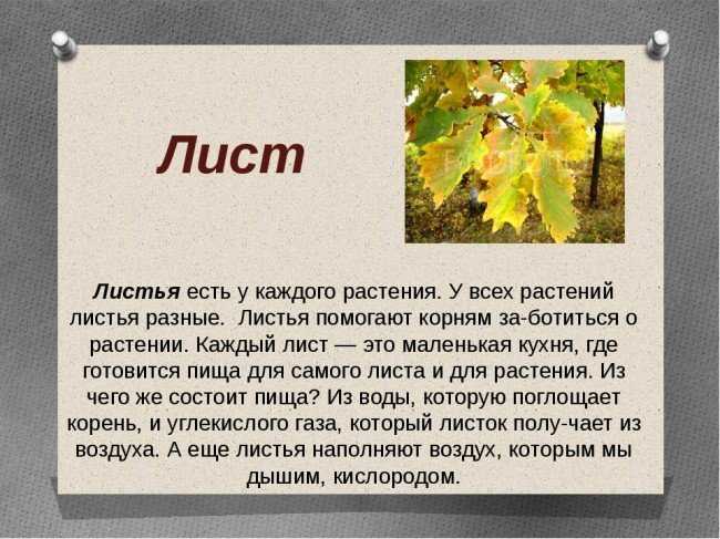 «осень – это сны листопада»: подборка цитат и высказываний о золотом времени года
