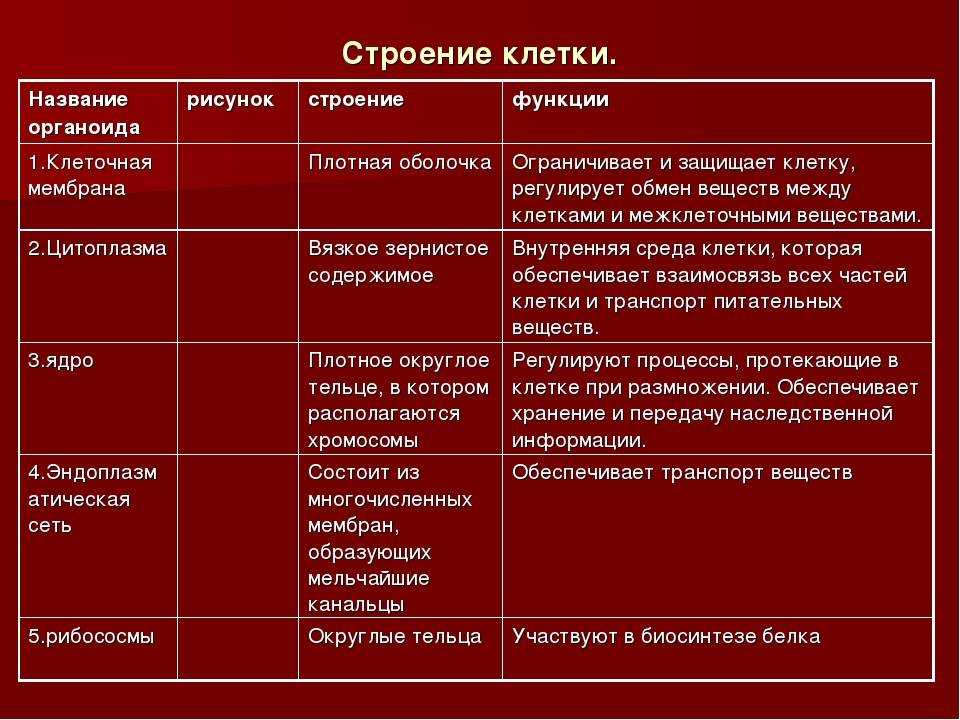 Тесты по биологии (10 класс) с ответами, итоговый и контрольная работа онлайн