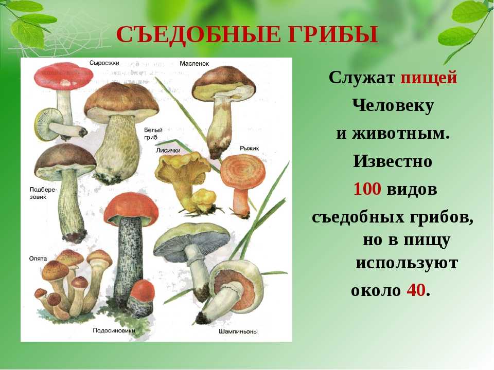 Грибы – сообщение и рассказ о съедобных грибах, описание для детей для доклада (3 класс, окружающий мир)