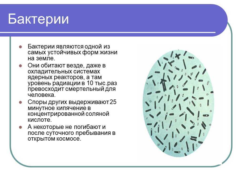 Ответы на вопрос доклад роль бактерий в природе и жизни человека сообщение