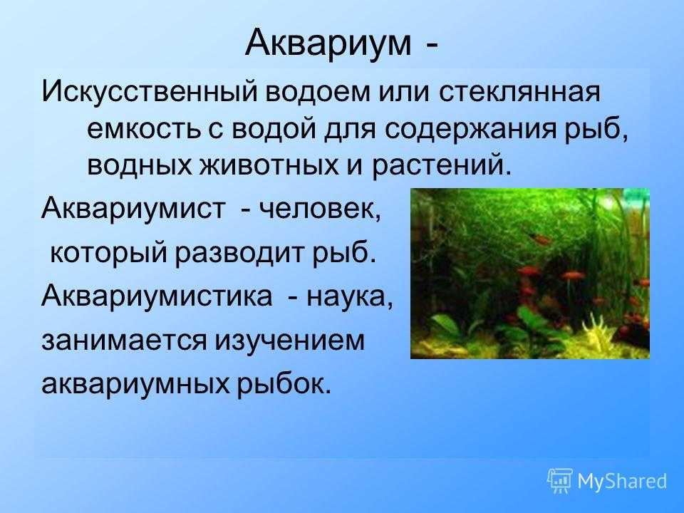 Аквариумные рыбки сочинение