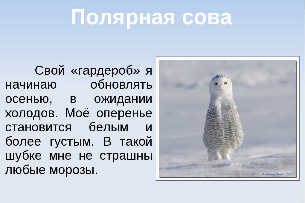 В какой зоне живет полярная сова. Белая Сова рассказ. Полярная Сова доклад. Рассказ о полярной сове. Информация о белой сове.