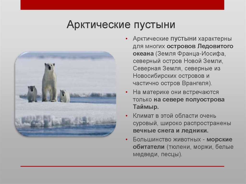 Доклад на тему арктика для 4 класса сообщение