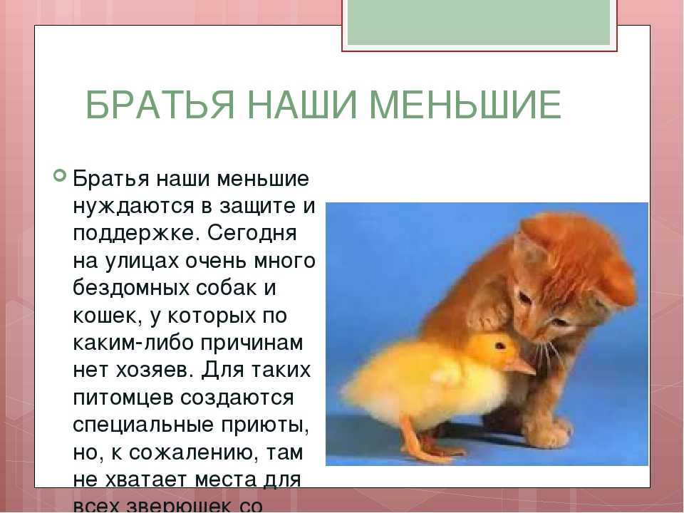 Подборка стихов и рассказов о животных «наши меньшие братья — дети земли»