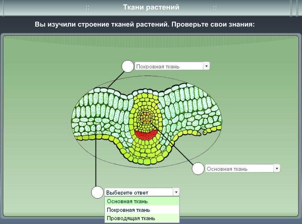 Проверочная работа по биологии 6 класс клетка. Строение тканей 6 класс биология. Строение тканей растений 6 класс. Ткани растений анатомия. Строение растительной ткани.